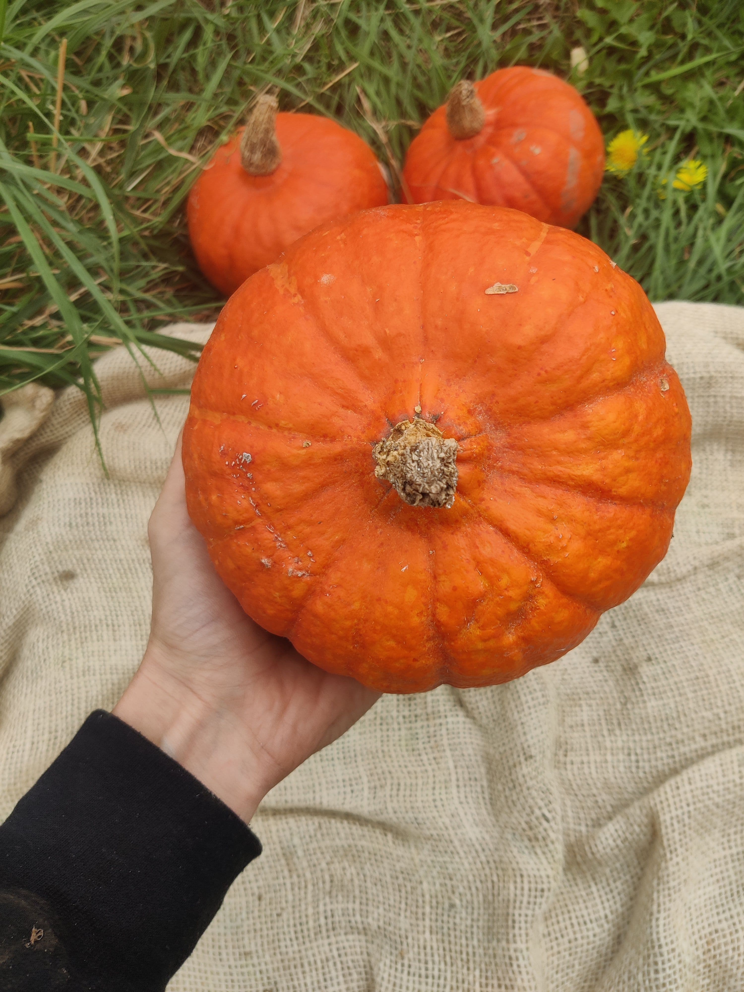Squash (Forty Hall Farm)